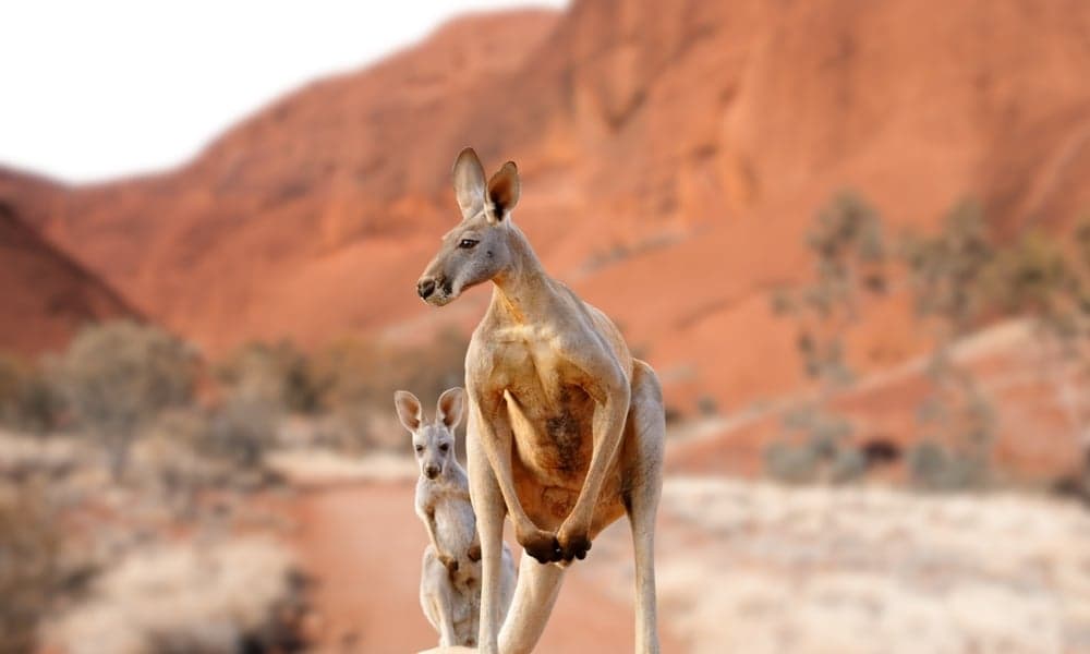 Australia Tourist Visa Cover Letter
